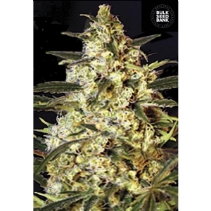 Auto CARAMEL KING - Bulk Seeds Bank